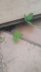 Macroptilium gibbosifolium