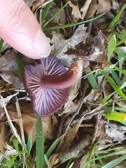 Laccaria violaceonigra