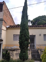 Cupressus