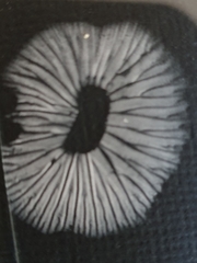 Laccaria violaceonigra