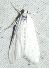 Parapoynx maculalis