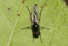 Dilophus tibialis breviceps