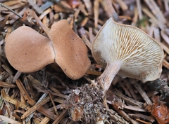 Infundibulicybe squamulosa