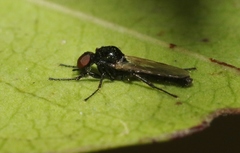 Dilophus tibialis breviceps