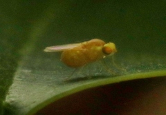 Chyromyidae