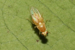 Chyromyidae
