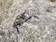 Grapsus tenuicrustatus