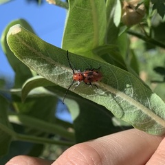 Tetraopes tetrophthalmus