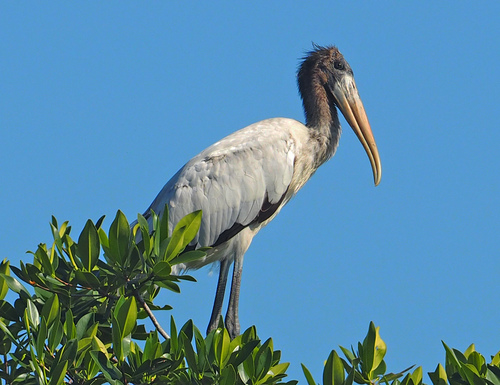 Cigüeña (Mycteria americana)