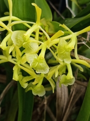 Epidendrum melistagum