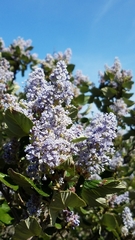 Ceanothus arboreus