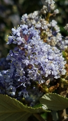Ceanothus arboreus