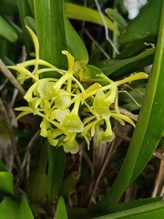 Epidendrum melistagum