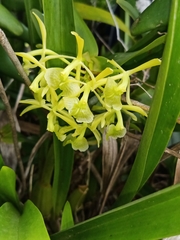 Epidendrum melistagum