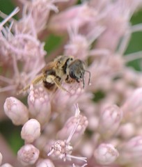 Halictus ligatus