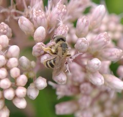 Halictus ligatus