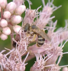 Halictus ligatus