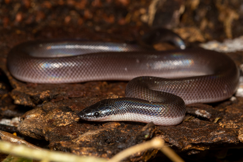 Mexican Burrowing Python