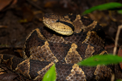 Central American Jumping Pit Viper photo 2