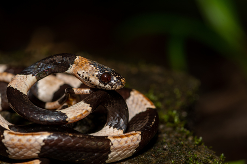 American Snail-eater