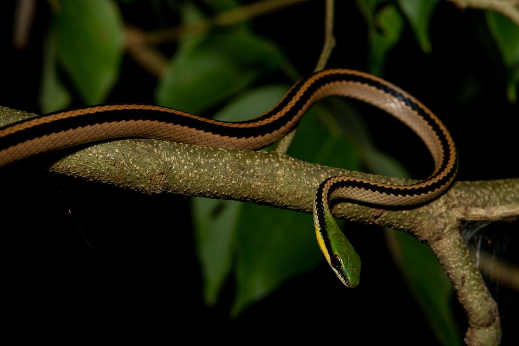 Striped Lowland Snake