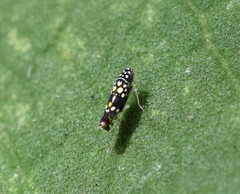 Trypanalebra maculata