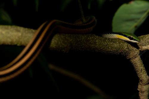 Striped Lowland Snake