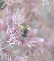 Halictus ligatus