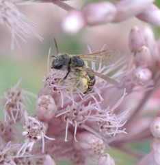 Halictus ligatus