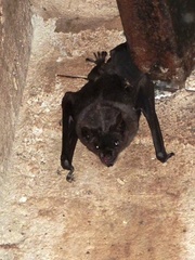 Phyllostomus hastatus