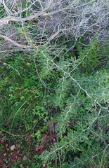 Asparagus burchellii