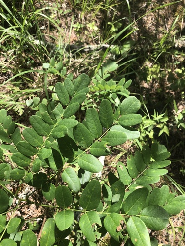 Shining false indigo (Amorpha nitens)