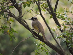 Pycnonotus sinensis sinensis