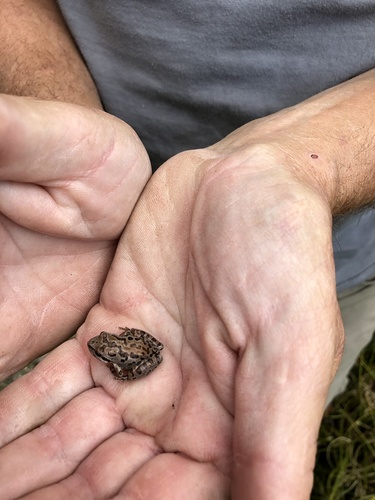iNaturalist observation photo of Pacific chorus frog