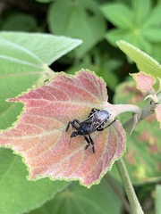 Apiomerus longispinis