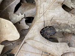 Eumesosoma