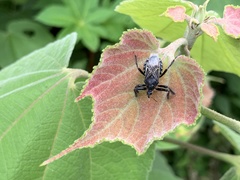 Apiomerus longispinis