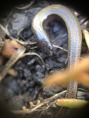 Hemiergis talbingoensis