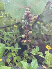 Coccoloba uvifera