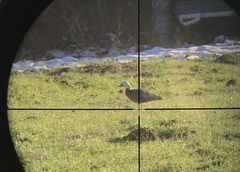 Anser caerulescens caerulescens