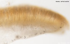 Pulvinula laeterubra