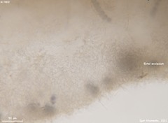 Pulvinula laeterubra