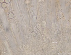 Pulvinula laeterubra