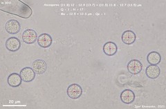 Pulvinula laeterubra