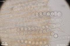 Pulvinula laeterubra