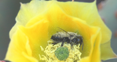 Megachile saulcyi