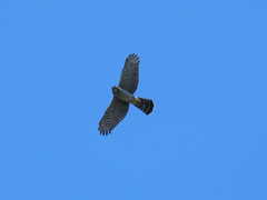 Accipiter cooperii