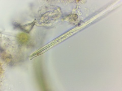 Lepocinclis cyclidiopsis