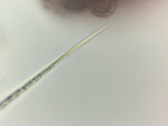 Lepocinclis cyclidiopsis