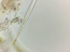 Lepocinclis cyclidiopsis